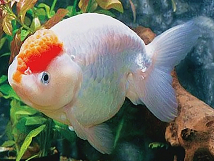 丹顶兰寿