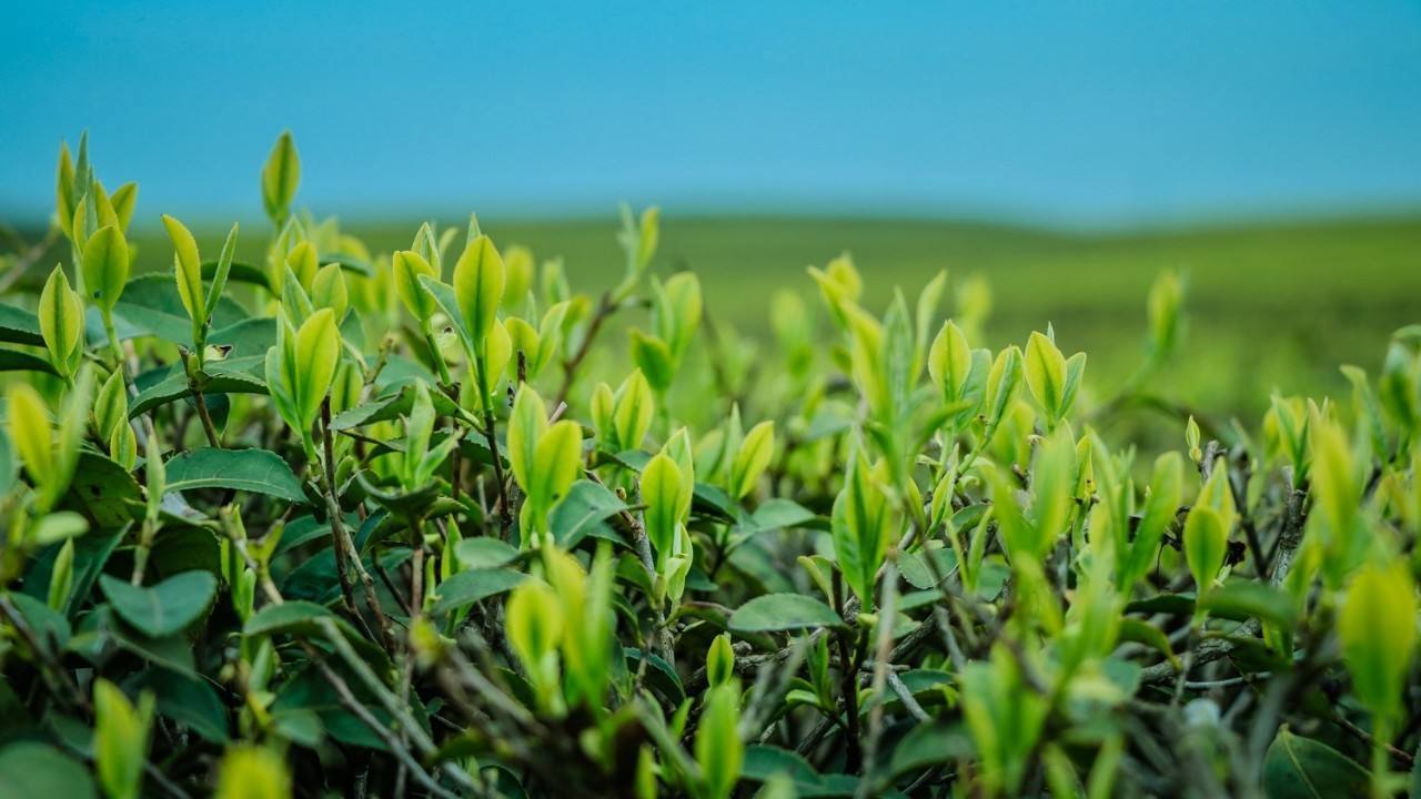 径山茶