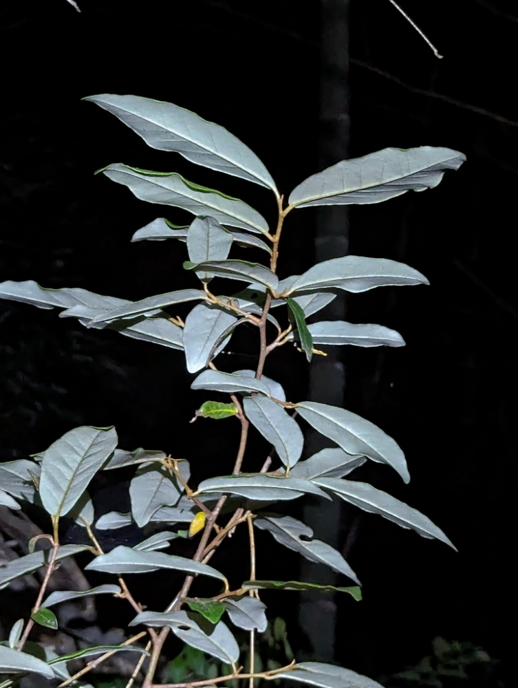 胡颓子的茎