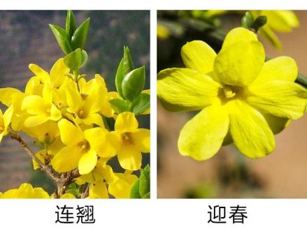 迎春和连翘