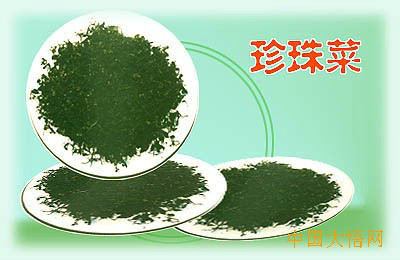 珍珠菜