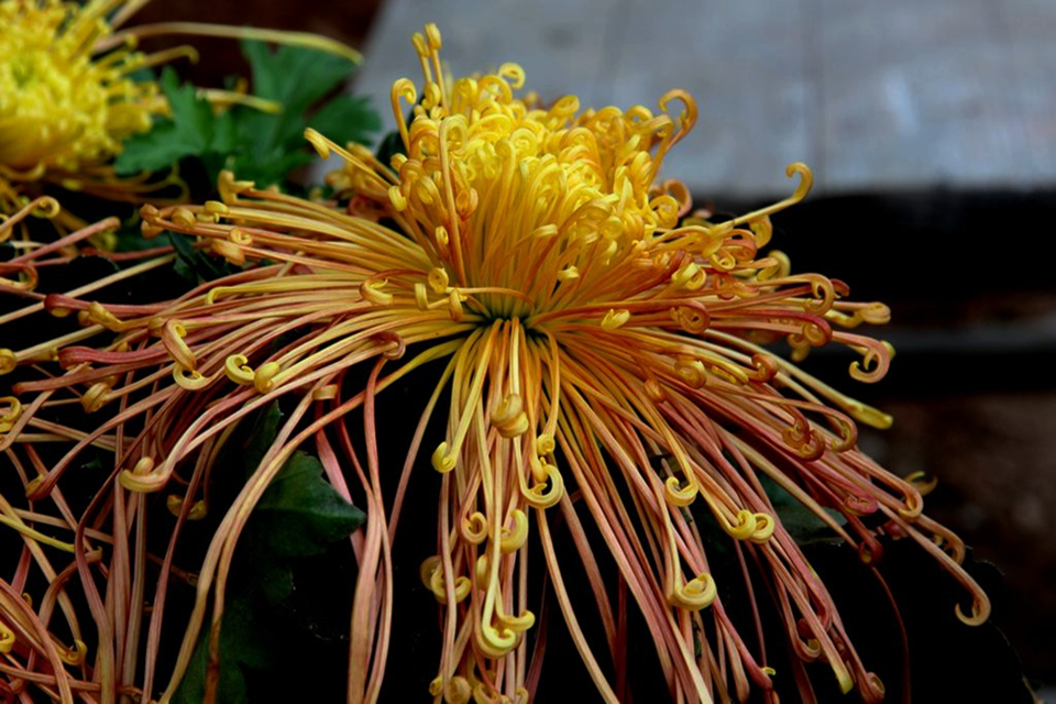 菊花