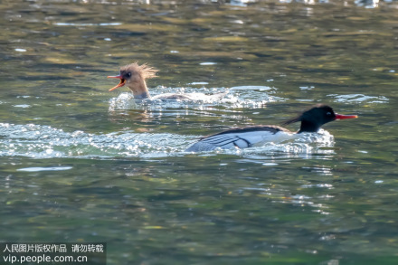 “鸟类大熊猫” 中华秋沙鸭现身浙江永嘉水域
