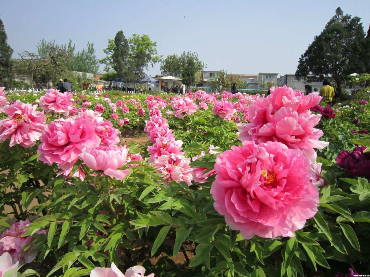 菏泽牡丹