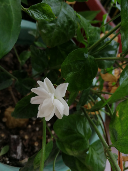 茉莉花 罗连/摄