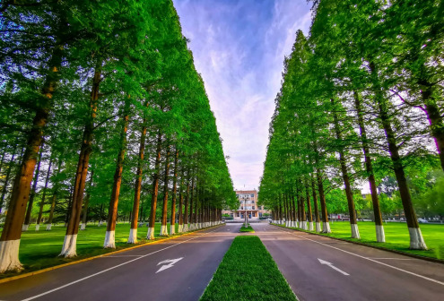 林荫路