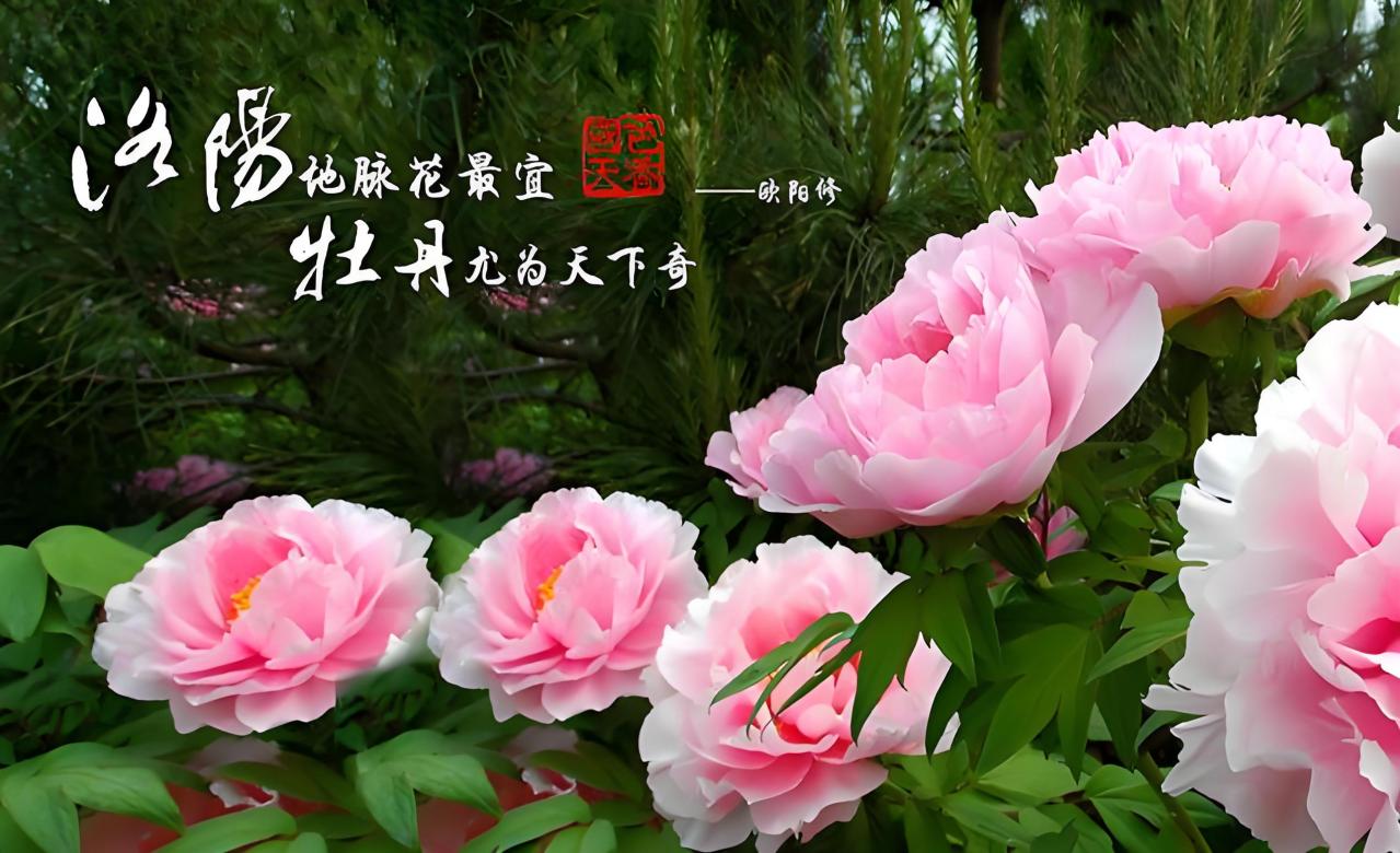 中国洛阳牡丹文化节