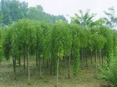 圆柱龙爪槐