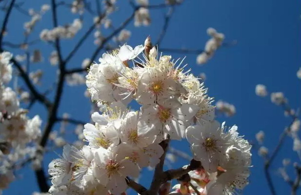 李属植物樱桃的花