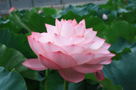 玉泉寺 千瓣并蒂莲