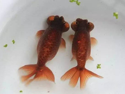 紫望天