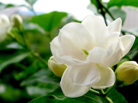 双瓣茉莉