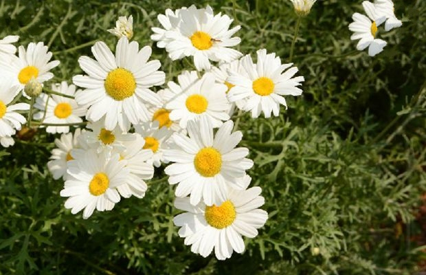 除虫菊