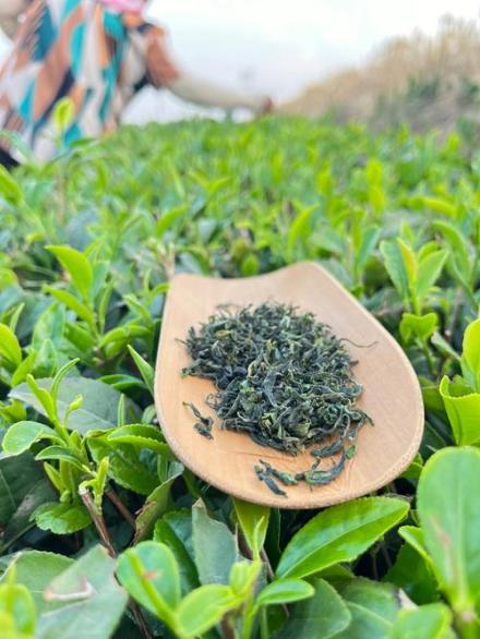 日照绿茶