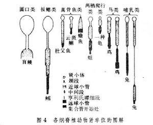 排泄
