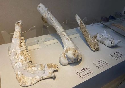 动物化石