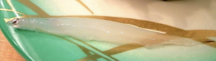 小齿日本银鱼 Salangichthys microdon