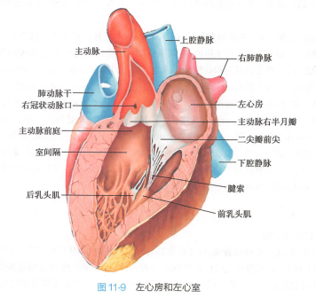 左心房和左心室