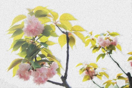 樱花似油画 春在画中游