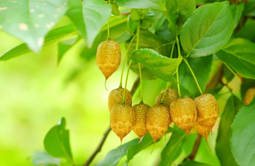 秤锤树