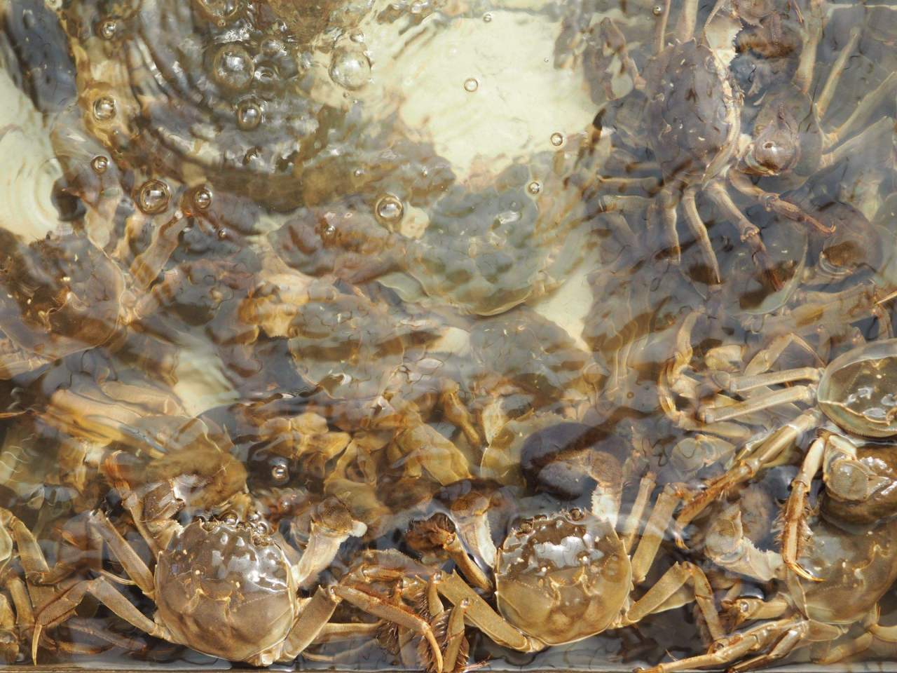 阳澄湖大闸蟹