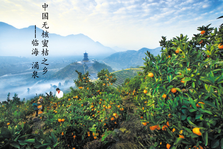 中国无核蜜桔之乡——临海涌泉
