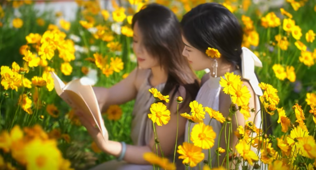 蔷薇花