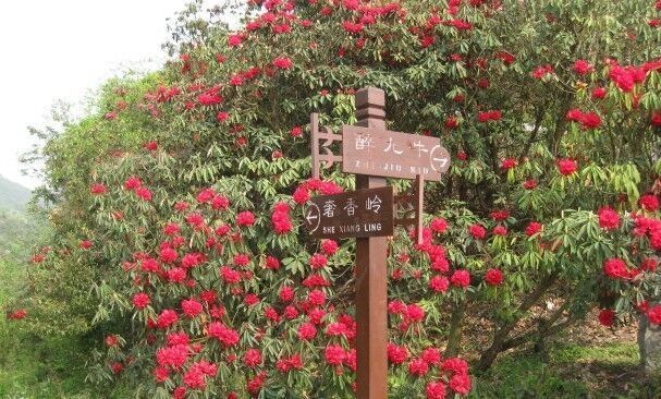 奢香岭