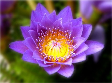 蓝莲花