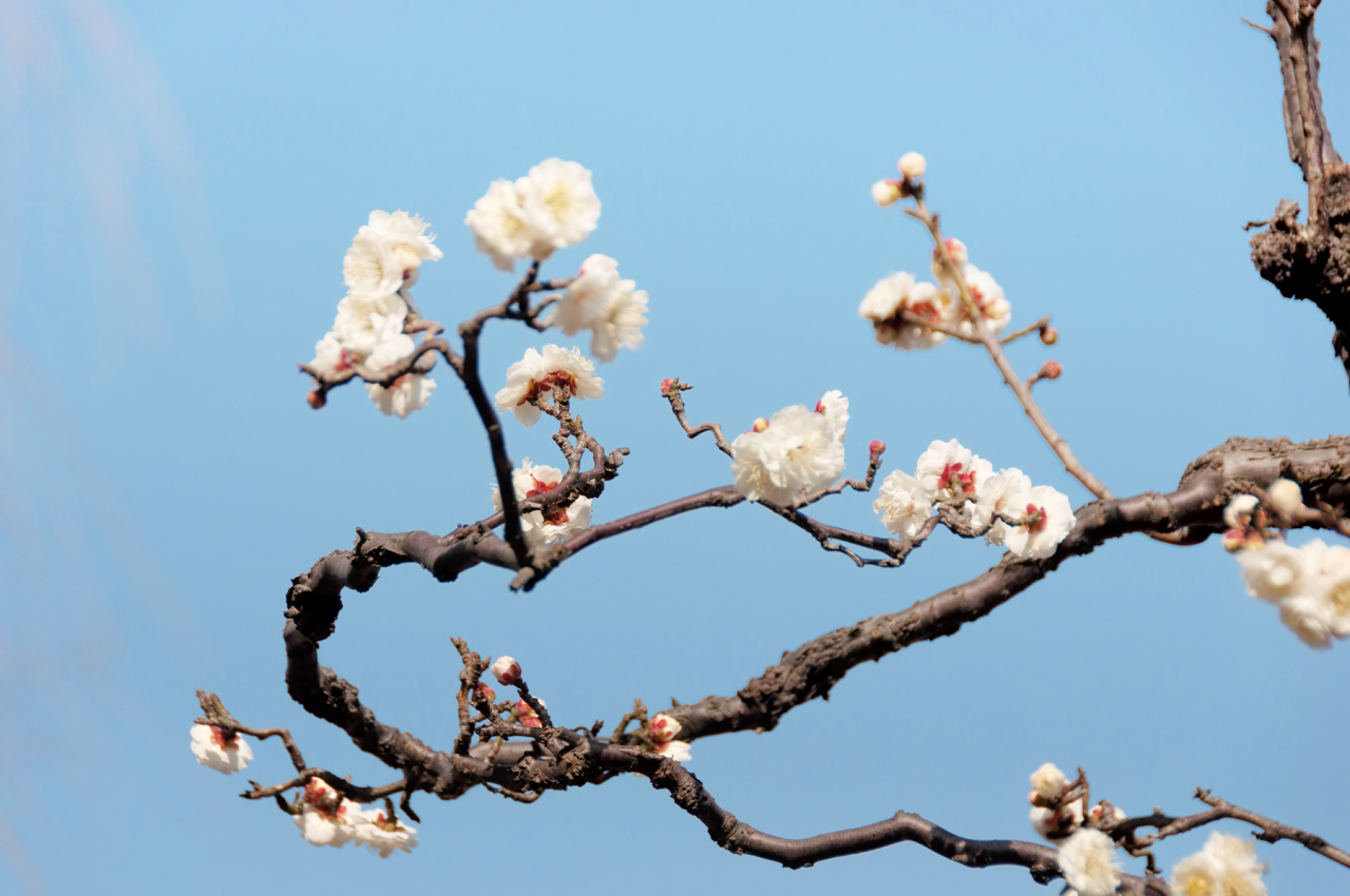 梅花
