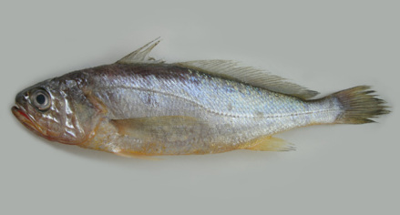 小黄鱼