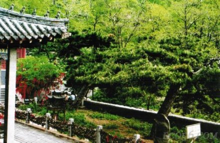 景区里的油松