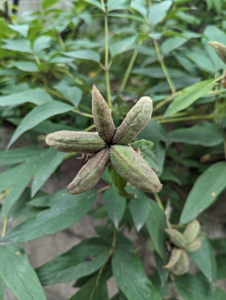 芍药的果实 来源网络