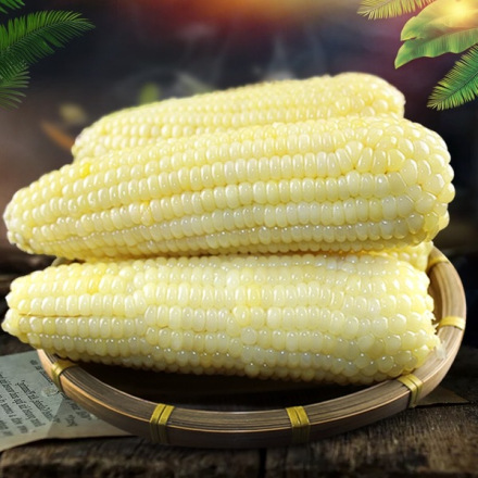 阿城粘玉米