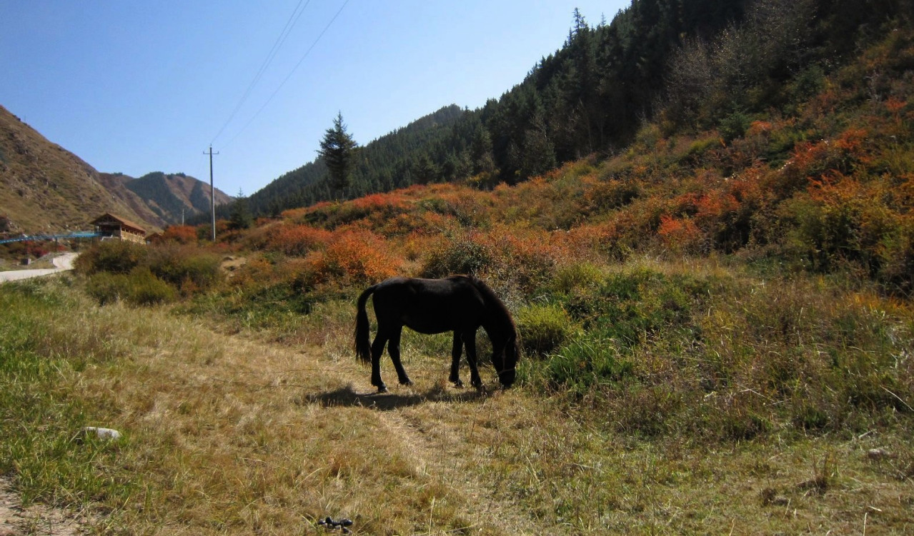 焉支山高山牧场