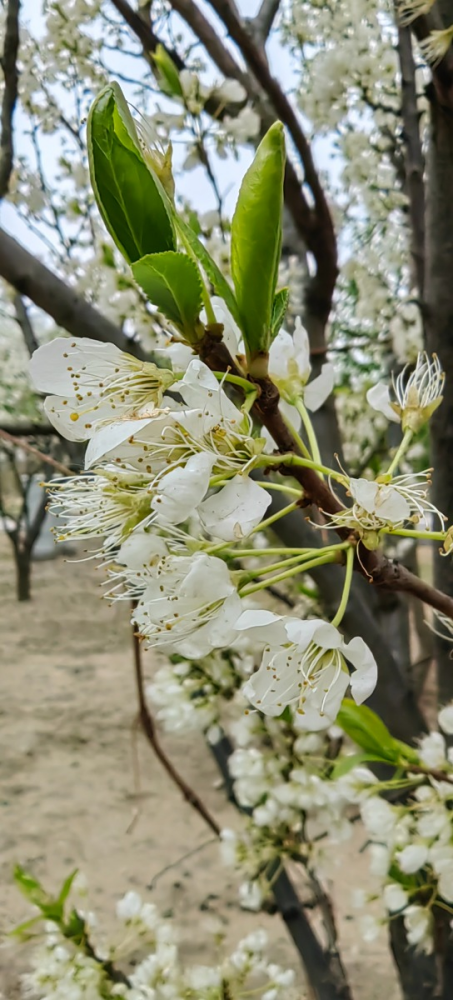 李属植物李的花