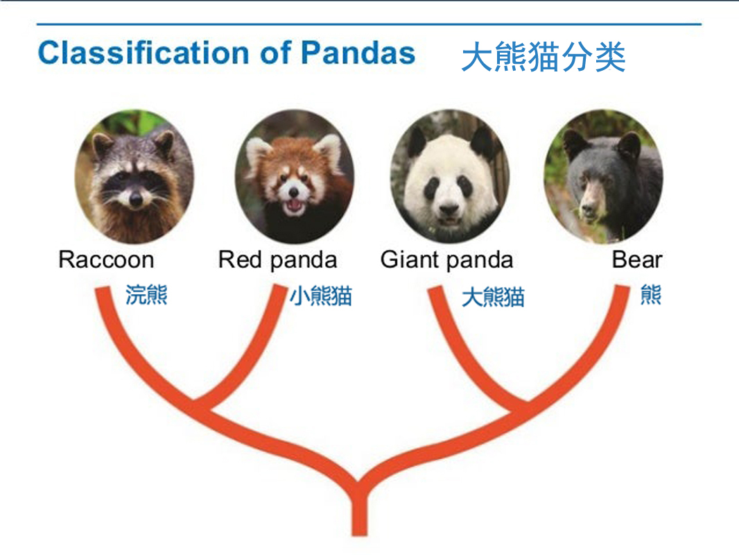 大熊猫分类