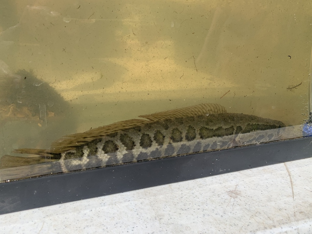 水族箱中的乌鳢
