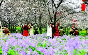 赏花游