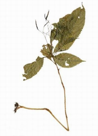 九龙山凤仙花（模式标本）