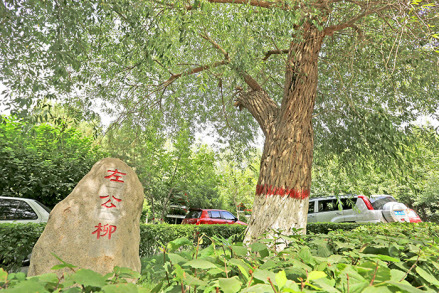 位于哈密的“左公柳” 