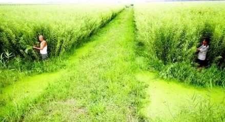 清河镇杞柳种植