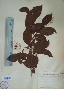 标本赏析