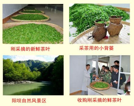 龙神茶