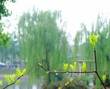东皋春雨