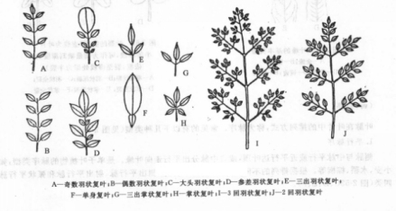 复叶类型