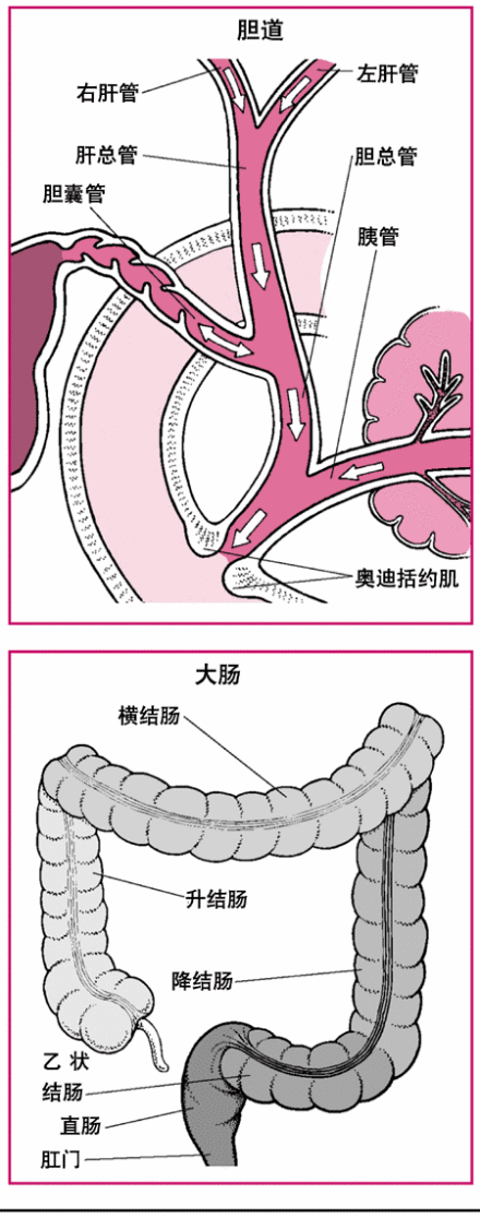 消化系统