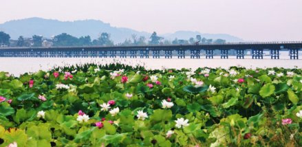 世界荷花博览园（圣莲岛）