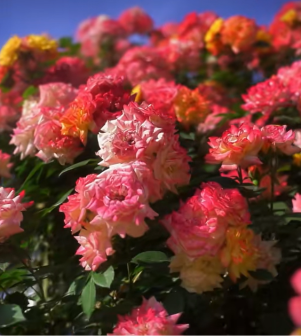 蔷薇花