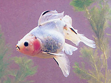 素兰花文鱼